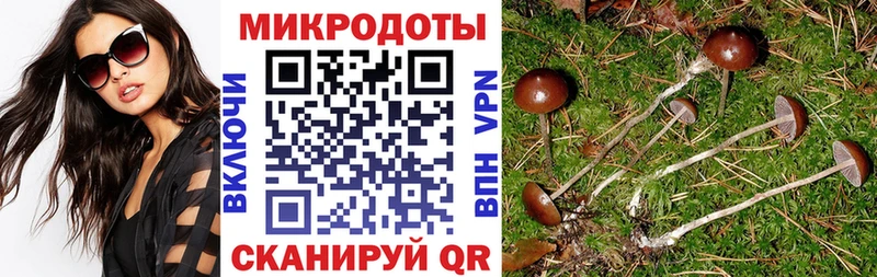 Купить закладки  Ельня  Псилоцибиновые грибы Cubensis 